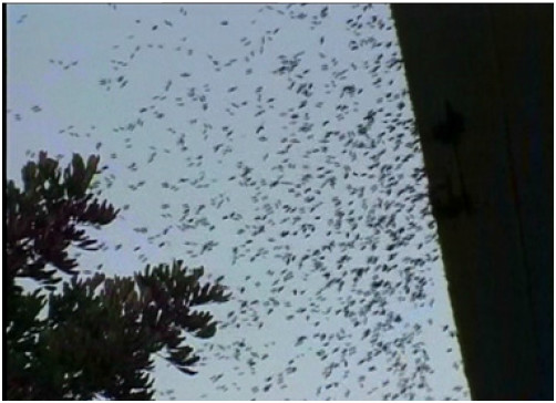 《揭开真相》（十五）预言百万毒蜂到果然应机按时来　-图片2